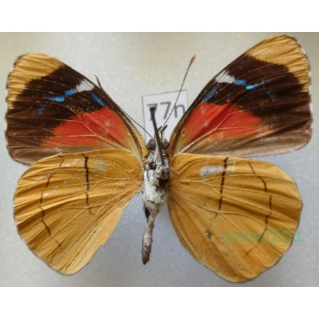 Perisama comnena (Hewitson, 1868) Peru77n